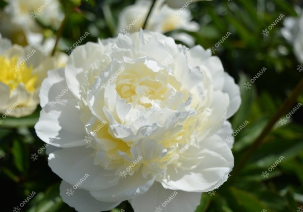 Paeonia lactiflora Henry Sass 2/3