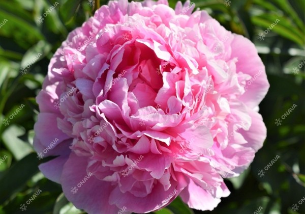 Paeonia lactiflora Jacorma 2/3