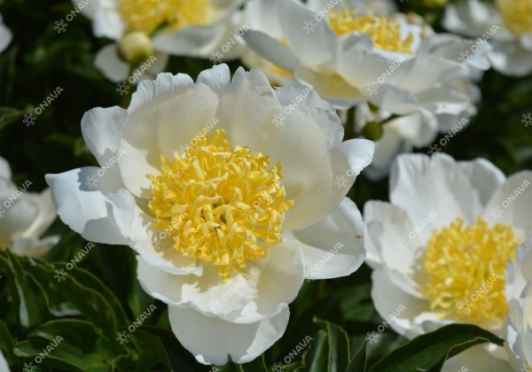 Paeonia lactiflora Jan van Leeuwen 2/3