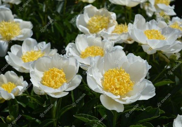 Paeonia lactiflora Jan van Leeuwen 2/3