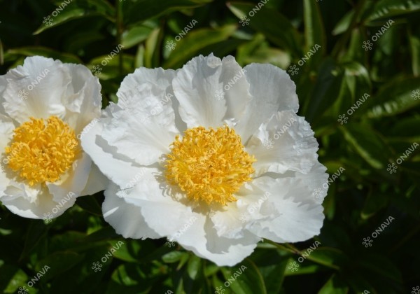 Paeonia lactiflora Krinkled White 3/5