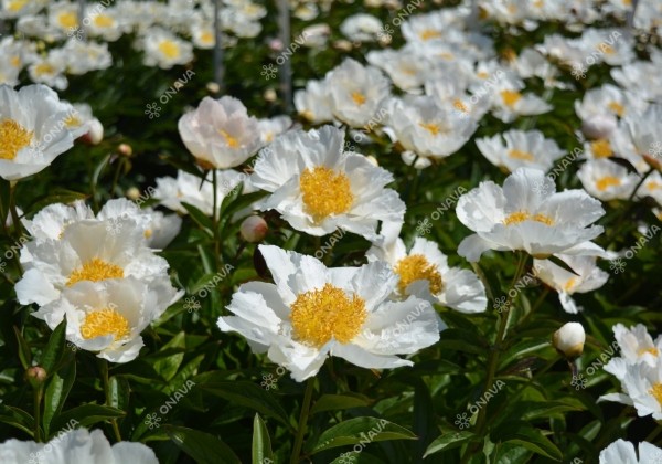 Paeonia lactiflora Krinkled White 3/5