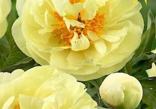 Paeonia hybride Lemon Chiffon 2/3