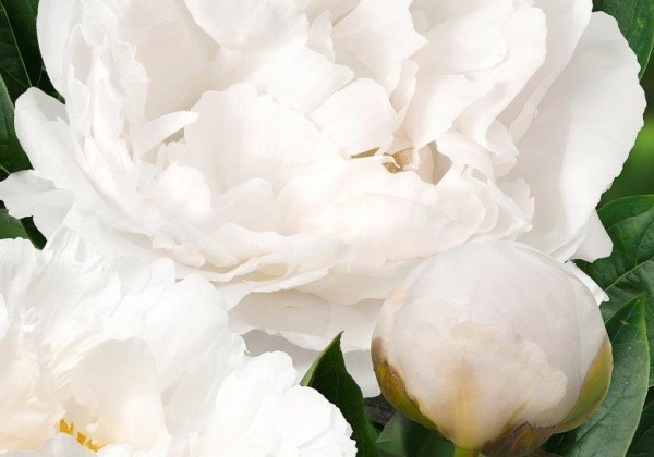 Paeonia lactiflora In Full Sail 3/5