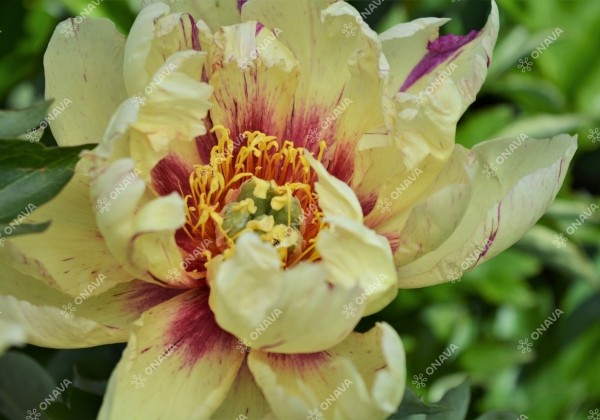Paeonia intersectional Lollipop 3/5