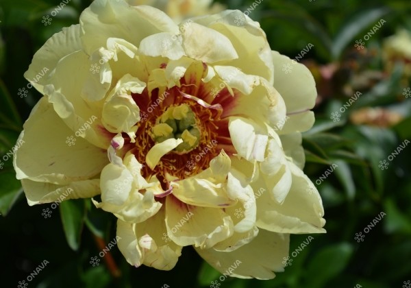 Paeonia intersectional Lollipop 3/5