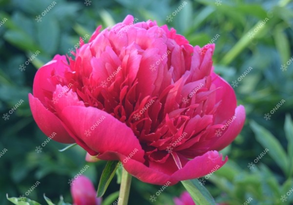 Paeonia hybride Many Happy Returns 2/3