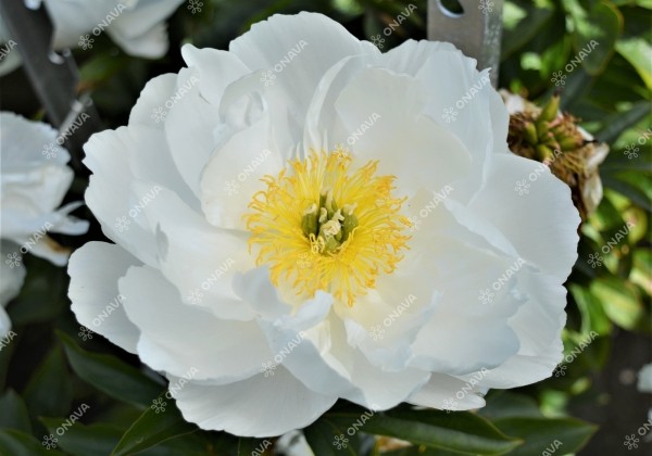 Paeonia lactiflora Miss America 2/3