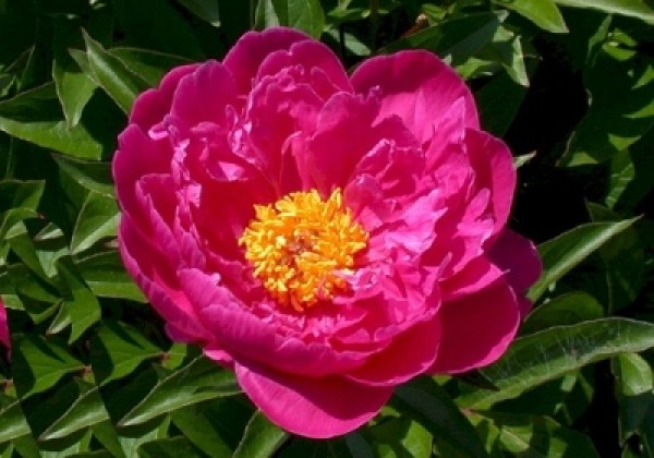 Paeonia lactiflora Nice Gal 2/3