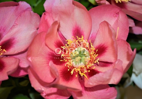 Paeonia intersectional Old Rose Dandy 3/5