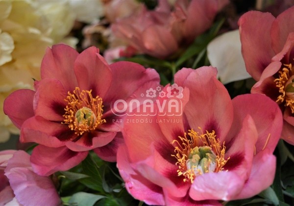 Paeonia intersectional Old Rose Dandy 3/5
