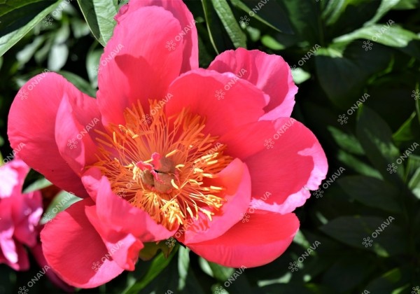 Paeonia hybride Paula Fay 3/5