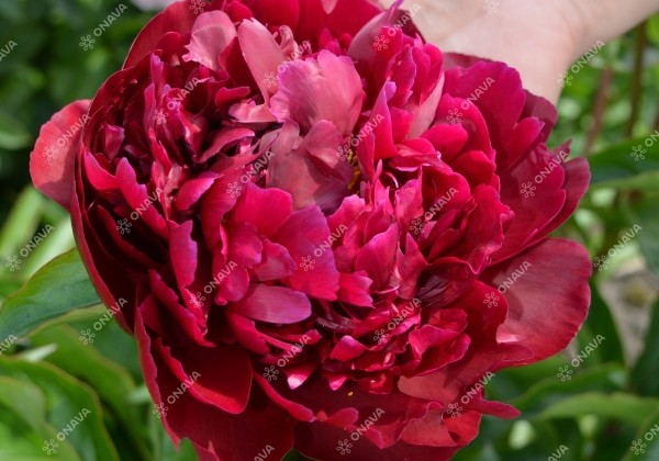 Paeonia lactiflora Peter Brand 2/3