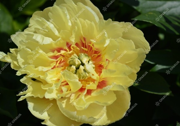 Paeonia intersectional Prairie Charm 3/5