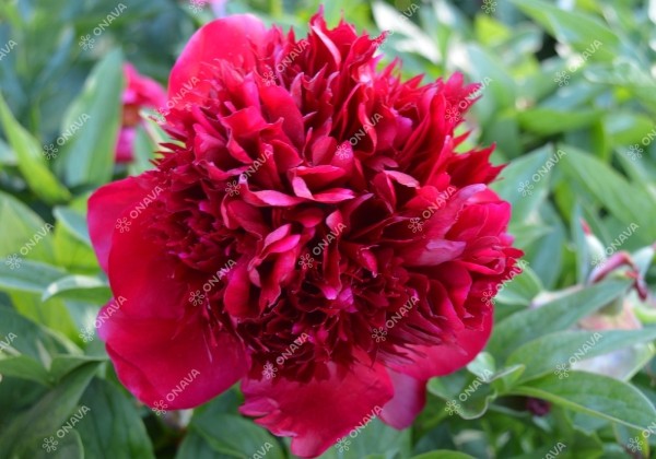 Paeonia hybride Red Charm 2/3