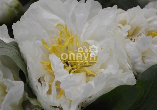 Paeonia hybride Sunny Girl 3/5