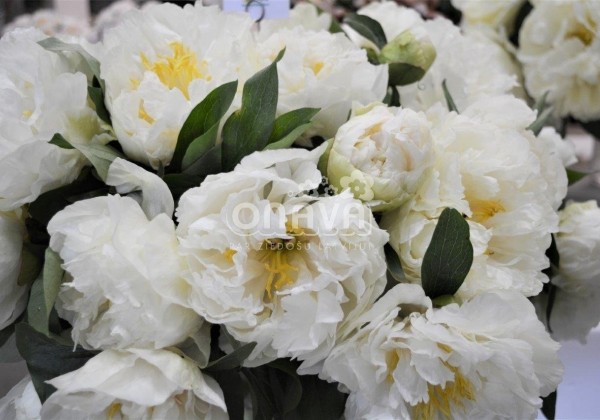 Paeonia hybride Sunny Girl 3/5
