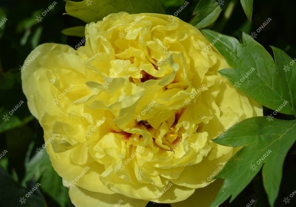 Paeonia intersectional Yellow Crown 5/+