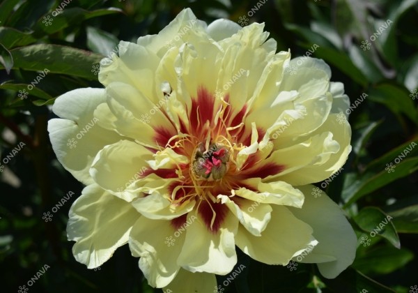 Paeonia intersectional Yellow Waterlily 3/5