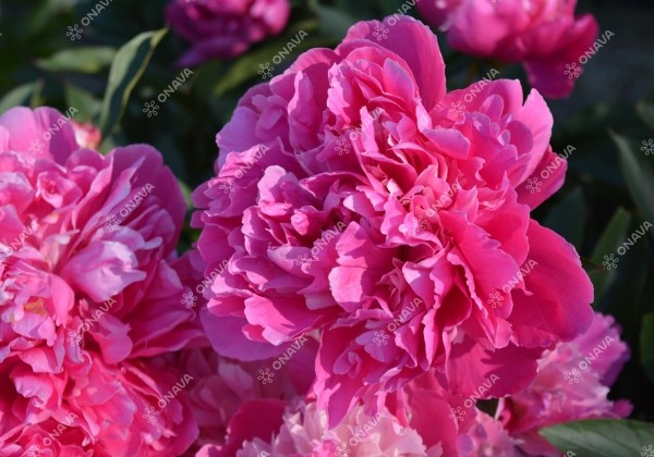 Paeonia lactiflora Amabilis 3/5