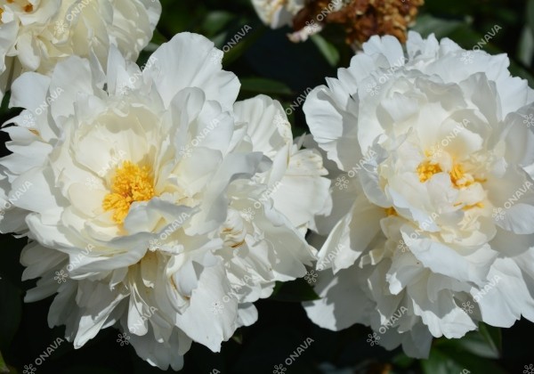 Paeonia lactiflora Class Act 2/3