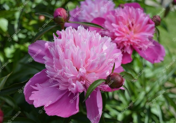 Paeonia lactiflora Edulis Superba 3/5