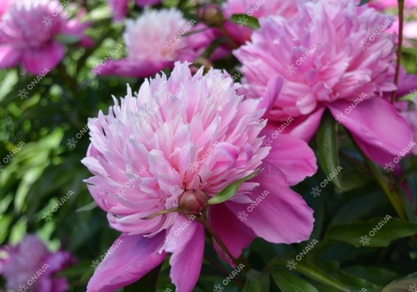 Paeonia lactiflora Edulis Superba 3/5