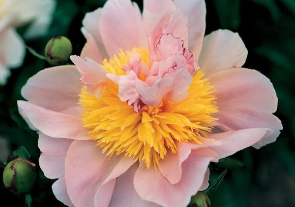 Paeonia hybride Tecumseh 2/3