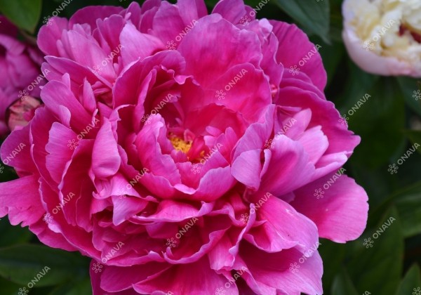 Paeonia lactiflora Jadwiga 3/5