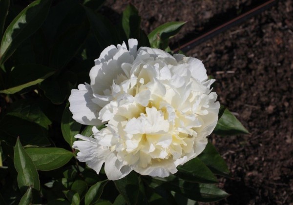 Paeonia lactiflora White Masterpiece 3/5