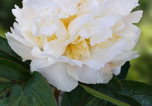 Paeonia lactiflora White Masterpiece 3/5