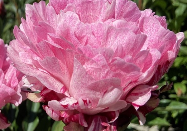Paeonia lactiflora Pietertje Vriend Wagenaar 2/3