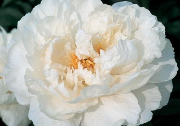 Paeonia lactiflora White Grace 3/5