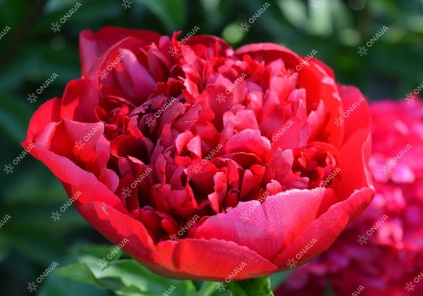 Paeonia hybride Christmas Velvet 2/3