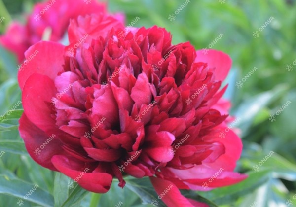 Paeonia hybride Eliza Lundy 2/3