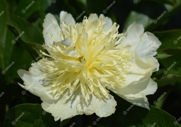 Paeonia hybride Goldilocks 3/5