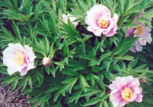 Paeonia intersectional Ballarena de Saval 3/5