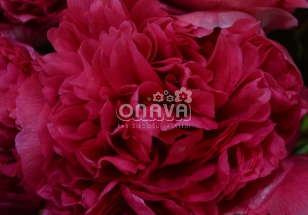 Paeonia hybride Belgravia 2/3