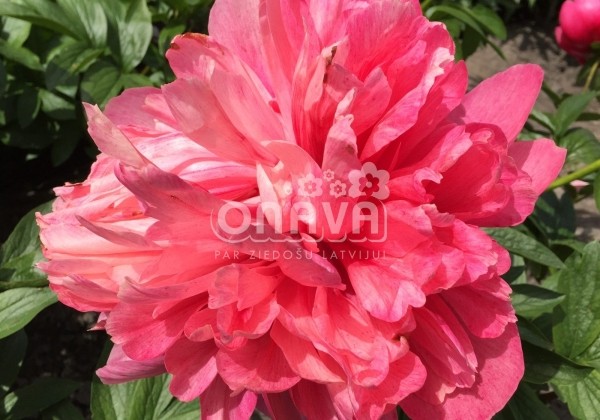 Paeonia hybride Belgravia 2/3