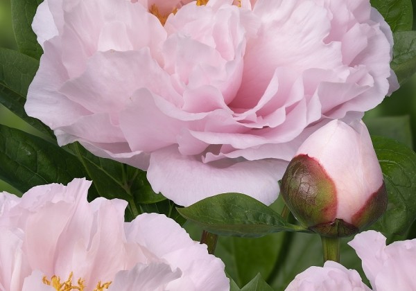 Paeonia hybride Blushing Princess 3/5