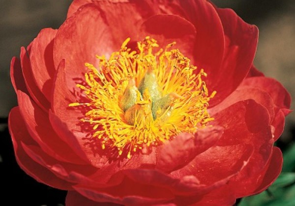 Paeonia hybride Coral Magic 3/5