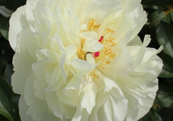 Paeonia hybride Early Sensation 3/5