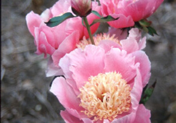 Paeonia lactiflora Bowl of Beauty (Globe of Light) 2/3