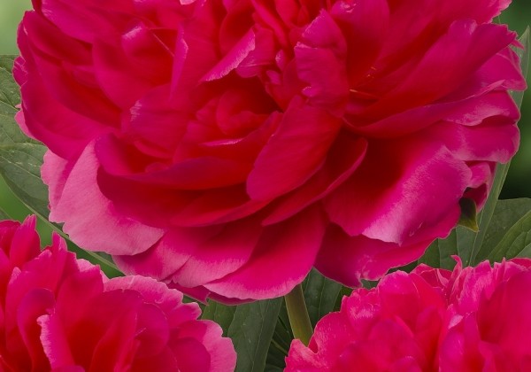Paeonia hybride Raspberry Charm 3/5