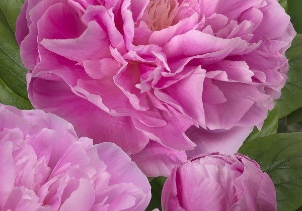 Paeonia lactiflora Silver Doubed 3/5