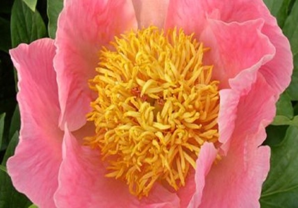 Paeonia hybride Sugar 'n Spice 2/3