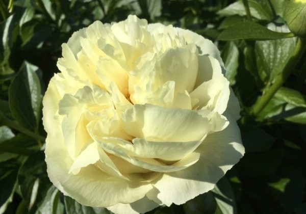 Paeonia hybride Vanilla Schnapps 3/5