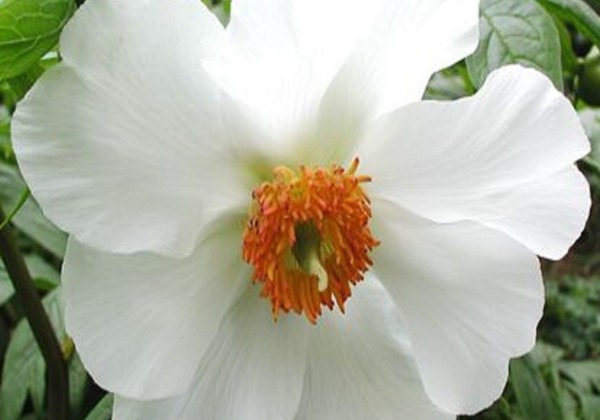 Paeonia hybride Early Windflower 3/5