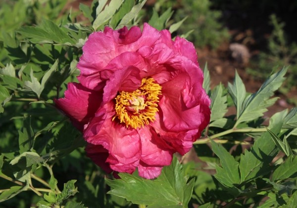 Paeonia lutea Tropical