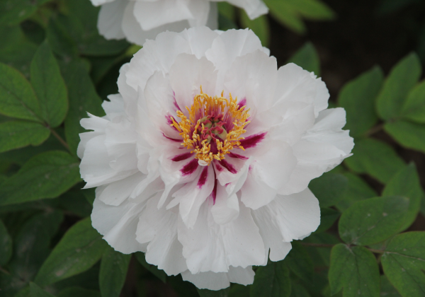 Paeonia suffruticosa Bulls Eye (Yue Gong Zhu Guang)